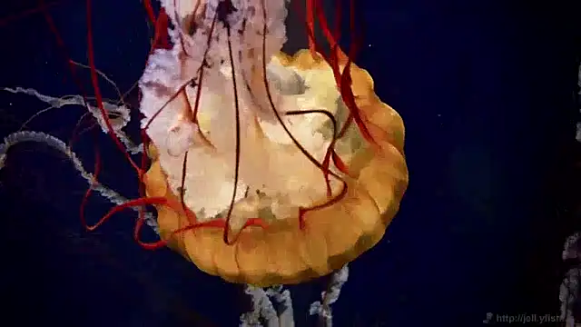 streamy test12 online show from December 10, 8:19 am