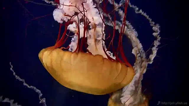 streamy test12 online show from December 30, 8:10 am