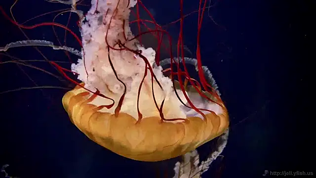 streamy test12 online show from January 14, 8:20 am