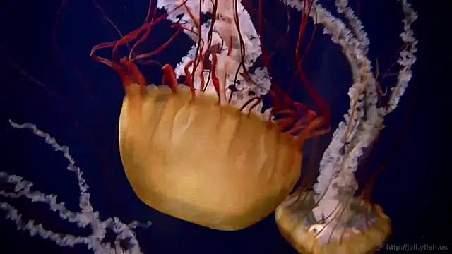 streamy test12 online show from January 27, 8:18 am