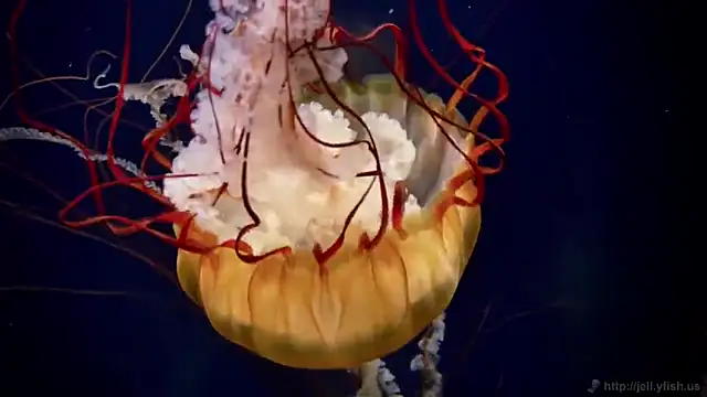 streamy test12 online show from September 16, 4:30 pm