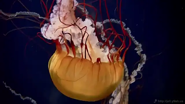 streamy test12 online show from October 2, 8:21 am