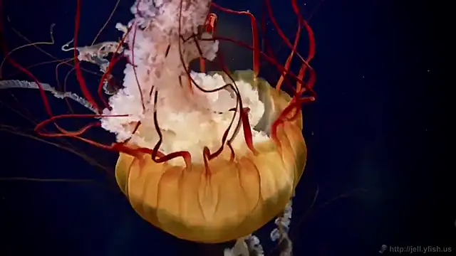 streamy test12 online show from October 8, 9:40 am