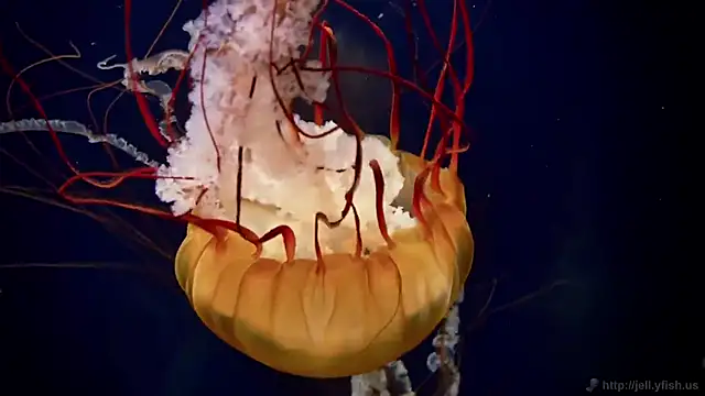 streamy test12 online show from October 21, 7:42 am