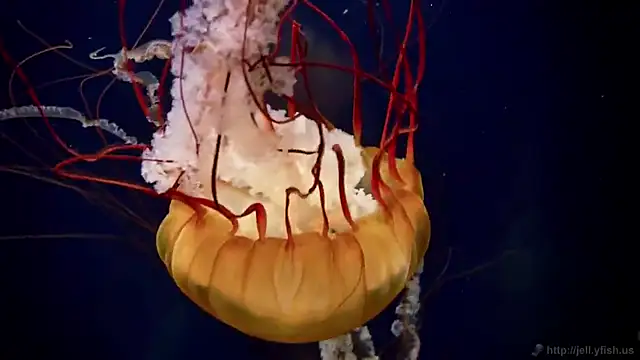 streamy test12 online show from December 3, 2:48 pm