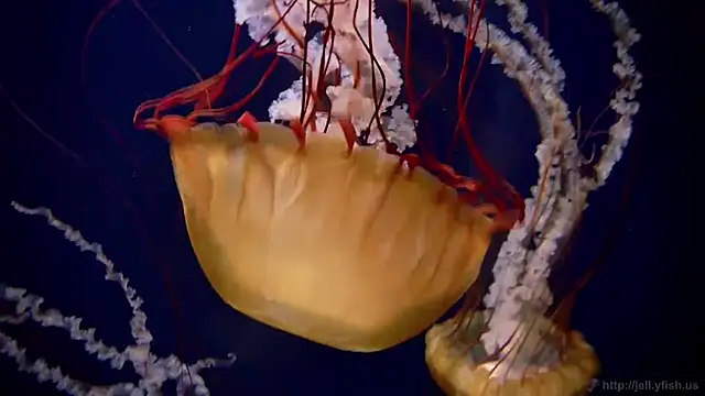 streamy test12 online show from January 14, 3:17 pm