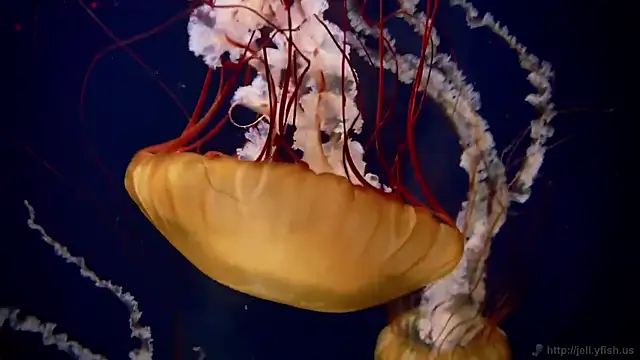 streamy test12 online show from March 12, 12:55 pm