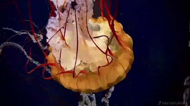 Snapshot of streamy_test13 chatting on December 5, 8:11 am streamy test13 online show from December 5, 8:11 am