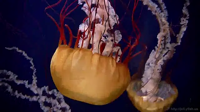 Snapshot of streamy_test13 chatting on December 13, 8:09 am streamy test13 online show from December 13, 8:09 am