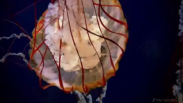 Snapshot of streamy_test13 chatting on December 20, 1:11 pm streamy test13 online show from December 20, 1:11 pm