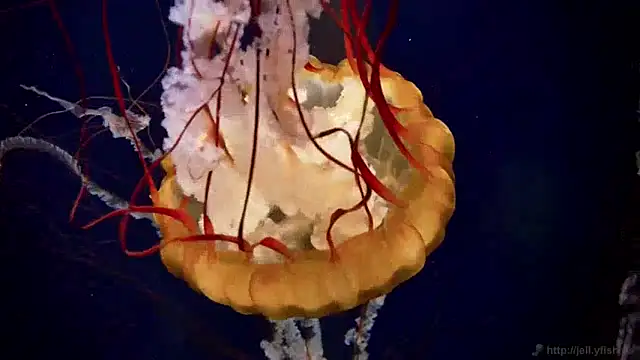 streamy test15 online show from December 9, 8:11 am