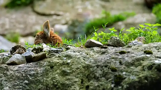 streamy test15 online show from December 16, 8:09 am