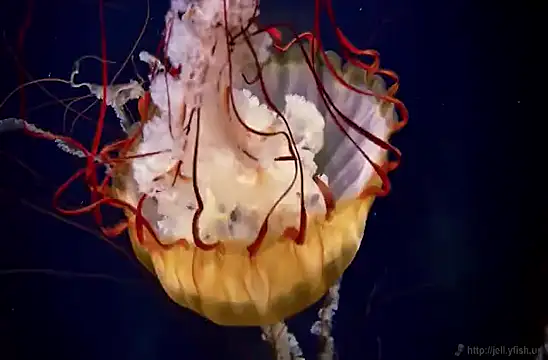 streamy test15 online show from February 3, 8:13 am