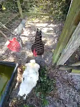 Snapshot of Mistress_Melissa chatting on February 4, 6:06 pm Mistress Melissa online show from February 4, 6:06 pm