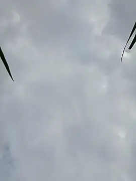 Dina wet online show from December 9, 8:44 am