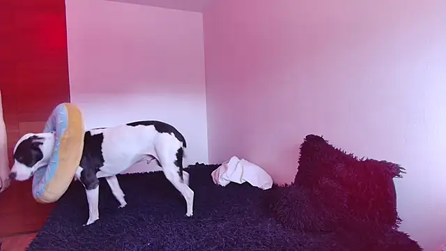 bellatrix25 online show from January 30, 6:10 pm