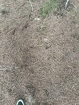 Snapshot of lavidadebry__ chatting on September 8, 3:00 pm lavidadebry online show from September 8, 3:00 pm