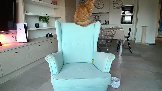 Kotis Foxy online show from October 3, 2:58 pm