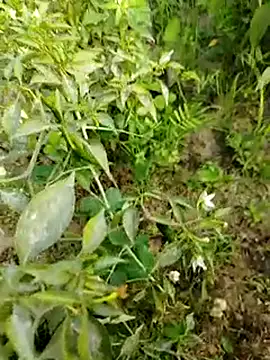 Snapshot of sweet_suman chatting on January 15, 10:38 am sweet suman online show from January 15, 10:38 am