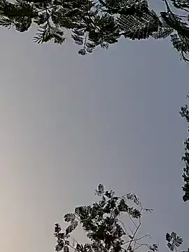 Whitehouse01 online show from December 29, 1:56 am