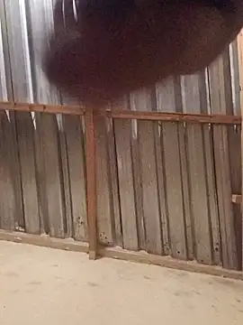 Snapshot of T9nybh3ksta66 chatting on September 14, 2:54 am T9nybh3ksta66 online show from September 14, 2:54 am