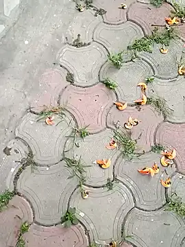 Snapshot of Raj41 chatting on March 2, 1:36 am Raj41 online show from March 2, 1:36 am