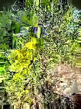 Snapshot of Desi_Horny_Boys chatting on May 3, 3:12 am Desi Horny Boys online show from May 3, 3:12 am