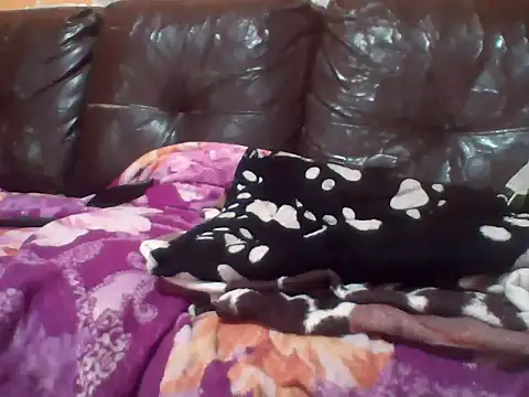 Snapshot of PREDADOR76 chatting on October 10, 4:39 pm PREDADOR76 online show from October 10, 4:39 pm