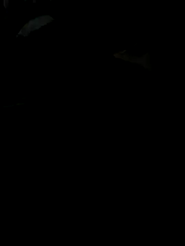 Snapshot of Reeelo chatting on November 28, 4:09 pm Reeelo online show from November 28, 4:09 pm