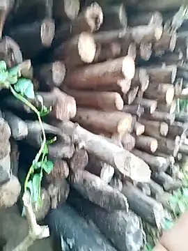 July-Asian online show from April 16, 9:54 am