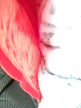 Hut rotu cute online show from January 12, 1:27 pm