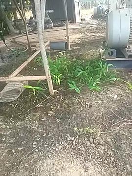 Snapshot of sima024 chatting on November 11, 7:52 am sima024 online show from November 11, 7:52 am