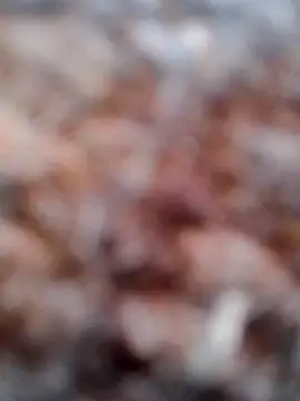 Rs sonam online show from February 6, 2:49 am