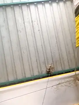 Snapshot of harinisree chatting on October 31, 5:30 am harinisree online show from October 31, 5:30 am