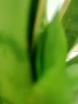 Snapshot of roludao_fun chatting on June 6, 1:21 am roludao fun online show from June 6, 1:21 am
