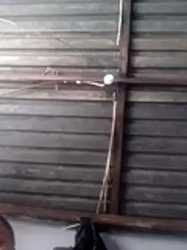 Teddypuer online show from November 14, 11:53 am