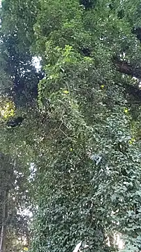 Snapshot of Horny_hippie chatting on October 24, 9:33 pm Horny hippie online show from October 24, 9:33 pm