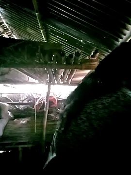 porimoi 505 online show from December 15, 7:34 am