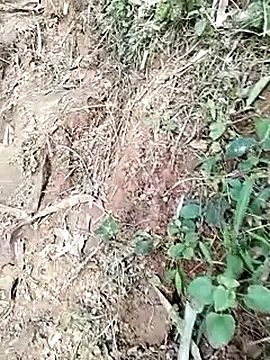 Snapshot of neko-nancy chatting on January 19, 9:02 am neko-nancy online show from January 19, 9:02 am