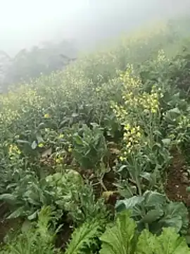 Snapshot of neko-nancy chatting on February 8, 2:59 am neko-nancy online show from February 8, 2:59 am