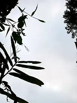 little-effy online show from January 17, 12:15 am