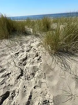 Snapshot of friemeldepiemel chatting on May 2, 1:16 pm friemeldepiemel online show from May 2, 1:16 pm
