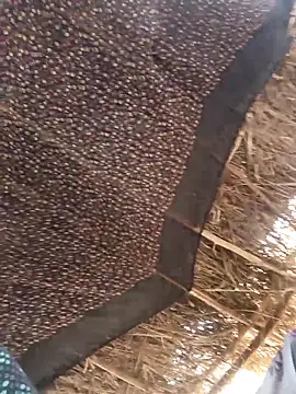 lodhi8080 online show from March 5, 6:42 am