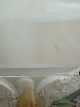 Pagelboy 089 online show from March 19, 3:05 pm