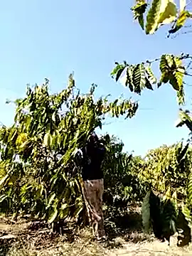 Ginny 2x online show from March 22, 7:34 am