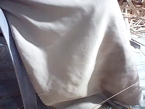 Snapshot of Futar8388 chatting on January 13, 12:21 pm Futar8388 online show from January 13, 12:21 pm