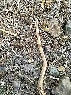 Cute Boy 4 online show from April 8, 7:30 am