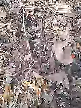 Snapshot of Cute_Boy_4 chatting on April 19, 9:08 am Cute Boy 4 online show from April 19, 9:08 am