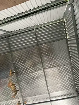 tuncube online show from March 9, 6:17 am