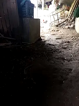 hungdecu online show from March 5, 2:51 am